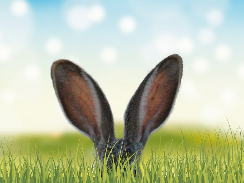 The ayes have it…or is it the ears? The ayes have it…or is it the ears?