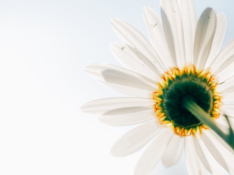Fresh as a Daisy Fresh as a Daisy