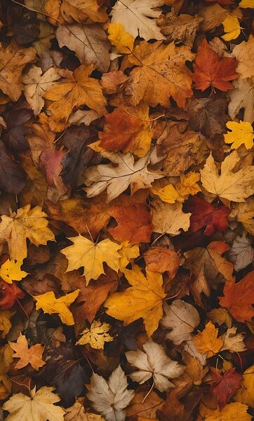 Autumn