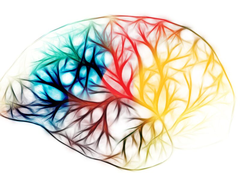 The Human Brain