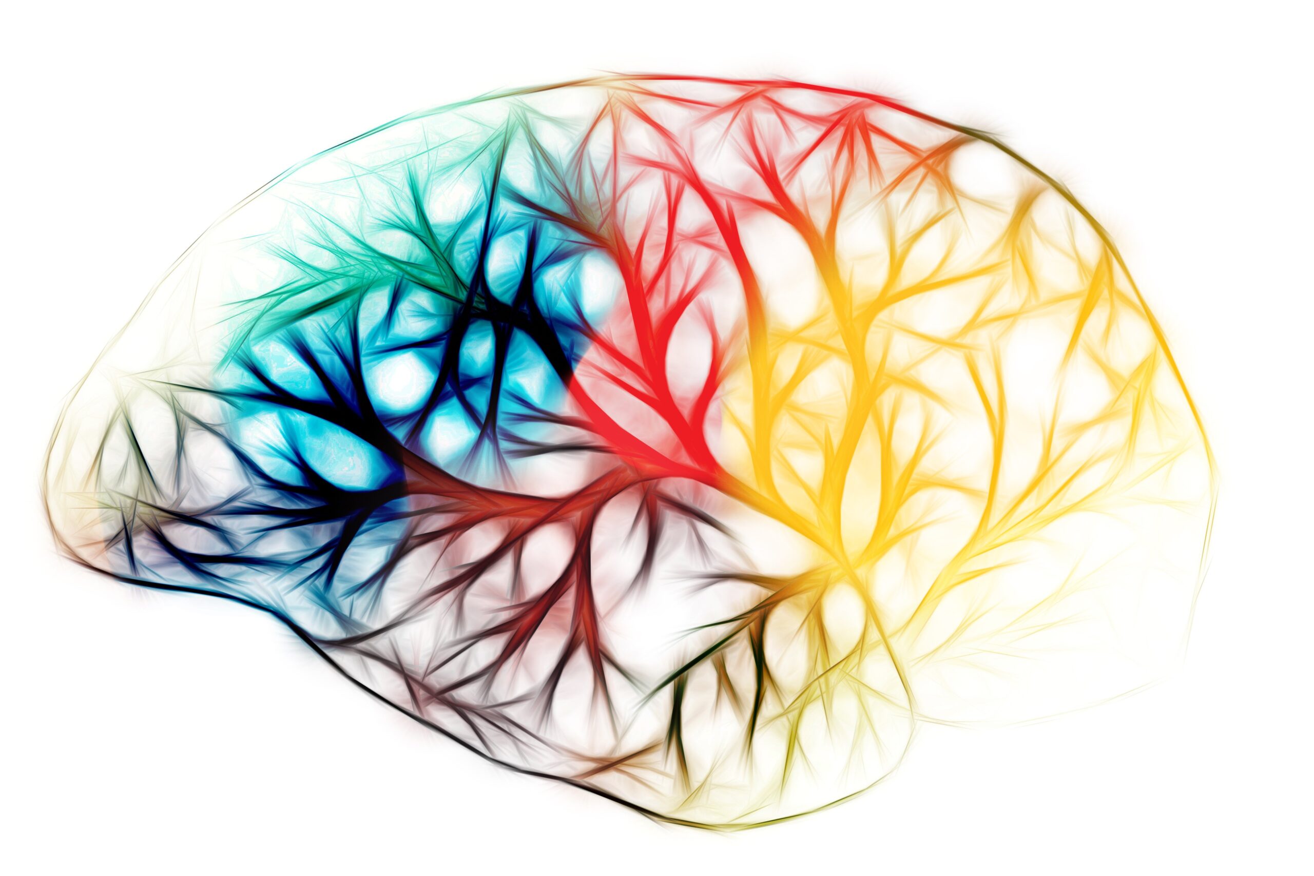 The Human Brain